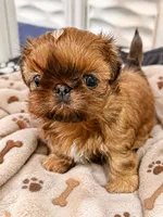 Brady on hold , a male Shih Tzu for sale in Santa Cruz, CA – 4 of 10