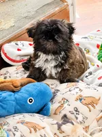 Jax , a male Shih Tzu for sale in Santa Cruz, CA – 6 of 6