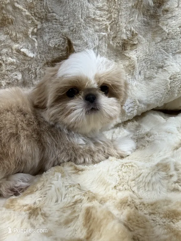 Elvis  – Shih Tzu puppy for sale in Santa Cruz, CA