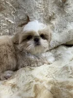Elvis , a male Shih Tzu for sale in Santa Cruz, CA – 1 of 4