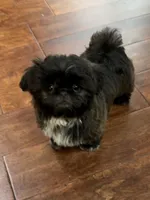 Jax , a male Shih Tzu for sale in Santa Cruz, CA – 2 of 6