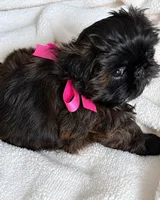 Polly, a female Shih Tzu for sale in Santa Cruz, CA – 3 of 3