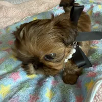  Brady on hold , a male Shih Tzu for sale in Santa Cruz, CA – 7 of 10
