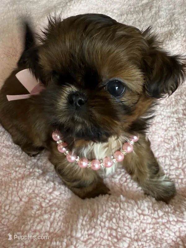 Bailey  – Shih Tzu puppy for sale in Santa Cruz, CA