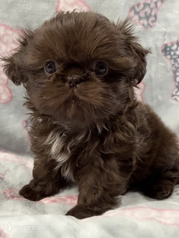 Astrid  – Shih Tzu puppy for sale in Santa Cruz, CA