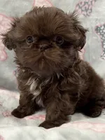Astrid , a female Shih Tzu for sale in Santa Cruz, CA – 1 of 3