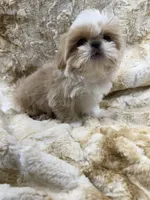 Elvis , a male Shih Tzu for sale in Santa Cruz, CA – 2 of 4