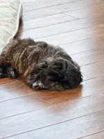 Jax , a male Shih Tzu for sale in Santa Cruz, CA – 3 of 6