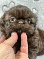 Annika, a female Shih Tzu for sale in Santa Cruz, CA – 3 of 4