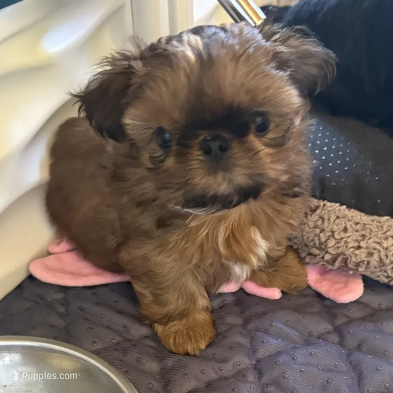  Brady – Shih Tzu puppy for sale in Santa Cruz, CA