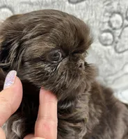 Annika, a female Shih Tzu for sale in Santa Cruz, CA – 4 of 4