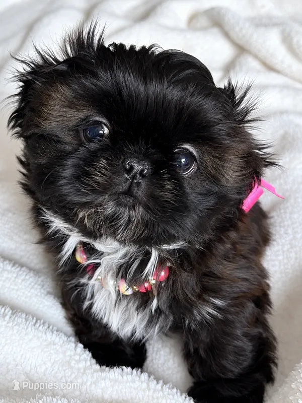 Polly – Shih Tzu puppy for sale in Santa Cruz, CA