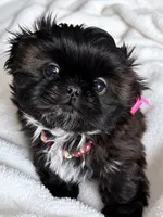 Polly, a female Shih Tzu for sale in Santa Cruz, CA – 1 of 3
