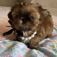  Brady on hold , a male Shih Tzu for sale in Santa Cruz, CA – 3 of 10