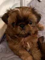  Brady on hold , a male Shih Tzu for sale in Santa Cruz, CA – 8 of 10