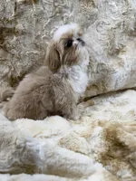 Elvis , a male Shih Tzu for sale in Santa Cruz, CA – 3 of 4