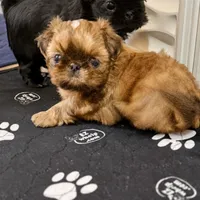  Brady on hold , a male Shih Tzu for sale in Santa Cruz, CA – 9 of 10