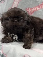 Annika deposit received , a female Shih Tzu for sale in Santa Cruz, CA – 4 of 8