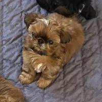  Brady on hold , a male Shih Tzu for sale in Santa Cruz, CA – 2 of 10