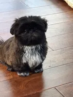 Jax , a male Shih Tzu for sale in Santa Cruz, CA – 4 of 6