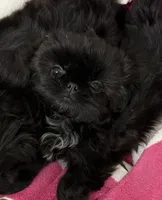 Bailey , a female Shih Tzu for sale in Santa Cruz, CA – Photo 1 of 7