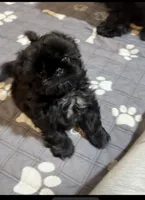 Bailey , a female Shih Tzu for sale in Santa Cruz, CA – Photo 2 of 7