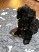 Bailey , a female Shih Tzu for sale in Santa Cruz, CA – Photo 6 of 7