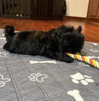 Bailey , a female Shih Tzu for sale in Santa Cruz, CA – Photo 5 of 7