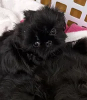 Bailey , a female Shih Tzu for sale in Santa Cruz, CA – Photo 3 of 7