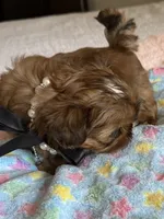  Brady on hold , a male Shih Tzu for sale in Santa Cruz, CA – 6 of 10