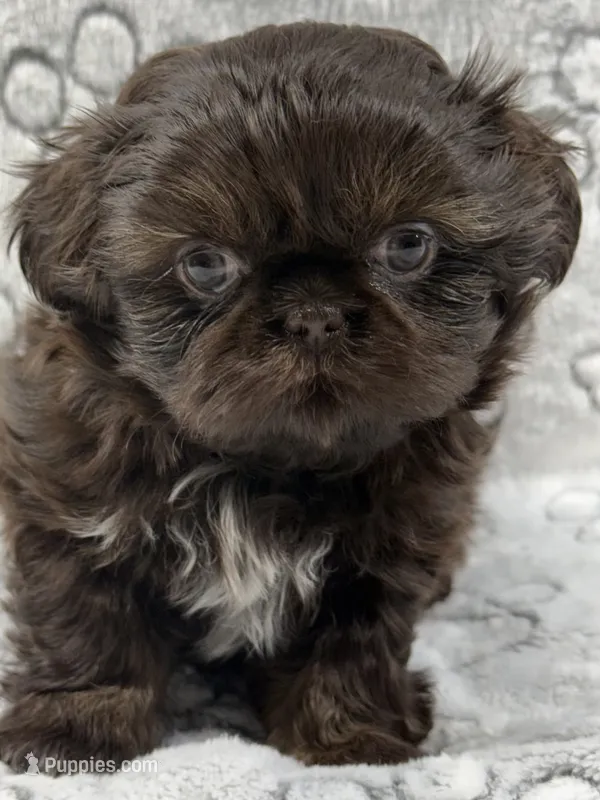 Annika – Shih Tzu puppy for sale in Santa Cruz, CA
