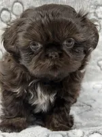 Annika, a female Shih Tzu for sale in Santa Cruz, CA – 1 of 4