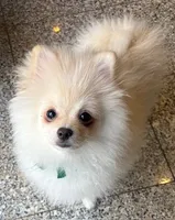 Bear, a male Pomeranian for sale in Cheshire, CT – Photo 3 of 3