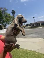 Bingo , a male Miniature Dachshund for sale in Compton, CA – 2 of 9