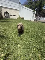 Bingo , a male Miniature Dachshund for sale in Compton, CA – 4 of 9