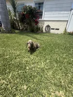 Bingo , a male Miniature Dachshund for sale in Compton, CA – 5 of 9
