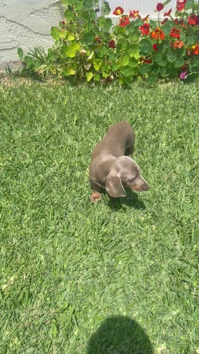 Bingo , a male Miniature Dachshund for sale in Compton, CA – 9 of 9