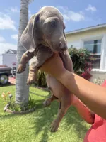 Bingo , a male Miniature Dachshund for sale in Compton, CA – 7 of 9