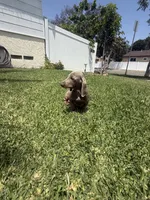 Bingo , a male Miniature Dachshund for sale in Compton, CA – 8 of 9