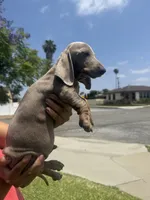 Bingo , a male Miniature Dachshund for sale in Compton, CA – 3 of 9