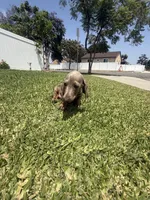 Bingo , a male Miniature Dachshund for sale in Compton, CA – 6 of 9