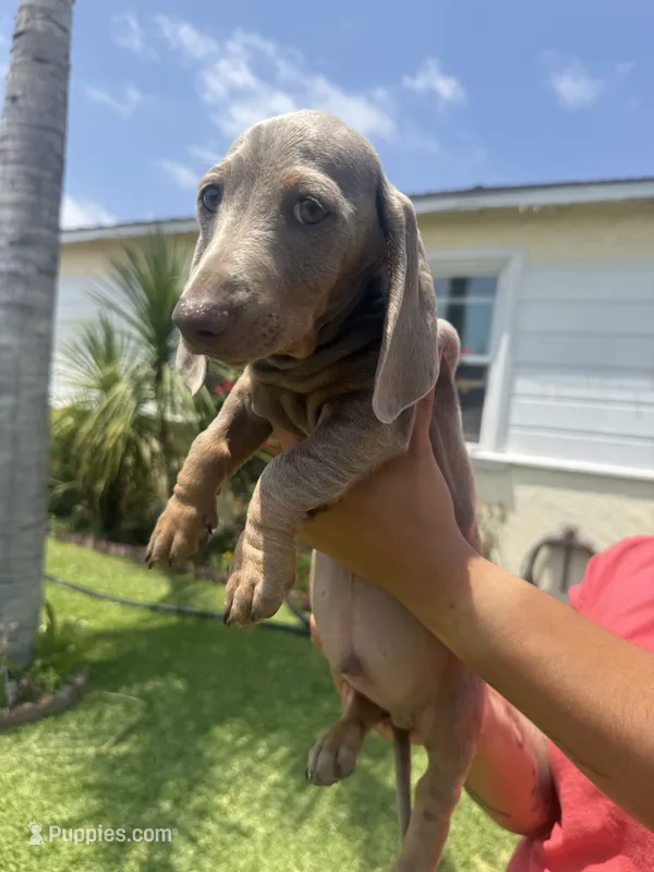 Bingo  – Miniature Dachshund puppy for sale in Compton, CA
