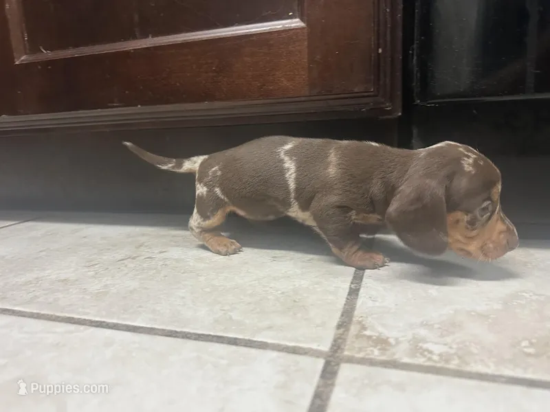 Princess  – Miniature Dachshund puppy for sale in Ocala Estates, FL