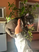 Yoda, a male French Bulldog for sale in San Bernardino, CA – 2 of 3