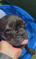 Yoda, a male French Bulldog for sale in San Bernardino, CA – 1 of 3