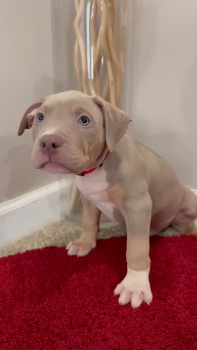 Red Collar XL American Bully Puppy Male , a male American Bully for sale in Columbus, OH – 8 of 8