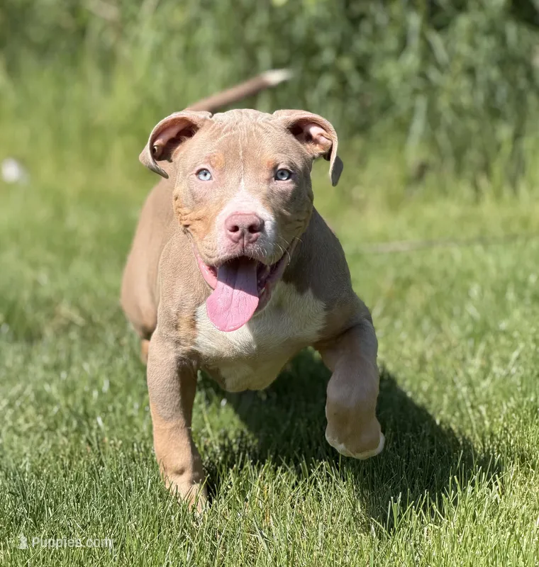 Blue Collar XL American Bully Puppy Male  – American Bully puppy for sale in Columbus, OH
