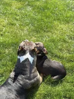 Orange Collar XL American Bully Puppy Make , a male American Bully for sale in Columbus, OH – 3 of 8