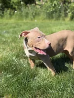 Blue Collar XL American Bully Puppy Male , a male American Bully for sale in Columbus, OH – 4 of 9