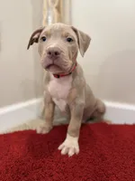 Red Collar XL American Bully Puppy Male , a male American Bully for sale in Columbus, OH – 5 of 8